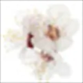 Orchard Blossom